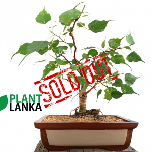 Bonsai boo tree - Plant Lanka - Deliver premium plants in Sri Lanka