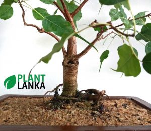 Bonsai boo tree - Plant Lanka - Deliver premium plants in Sri Lanka