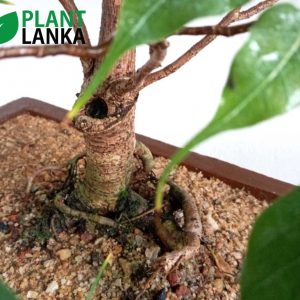 Bonsai boo tree – Plant Lanka – Deliver premium plants in Sri Lanka