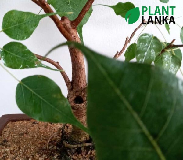 Bonsai boo tree - Plant Lanka - Deliver premium plants in Sri Lanka