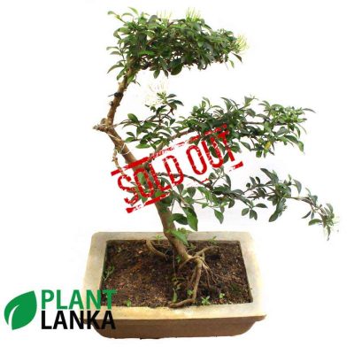 Jasmine (පිච්ච) Blooming Bonsai plant. 4-5 years old