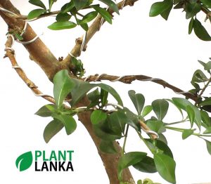 Jasmine (පිච්ච) Blooming Bonsai plan