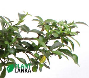 Jasmine (පිච්ච) Blooming Bonsai plan