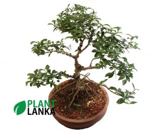 Formal upright Jasmine (පිච්ච) Blooming Bonsai plant delivery in sri lanka