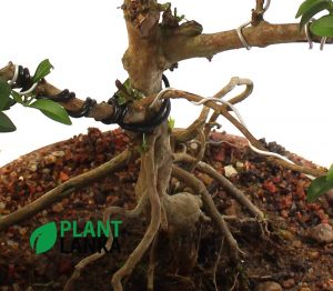 Formal upright Jasmine (පිච්ච) Blooming Bonsai plant delivery in sri lanka