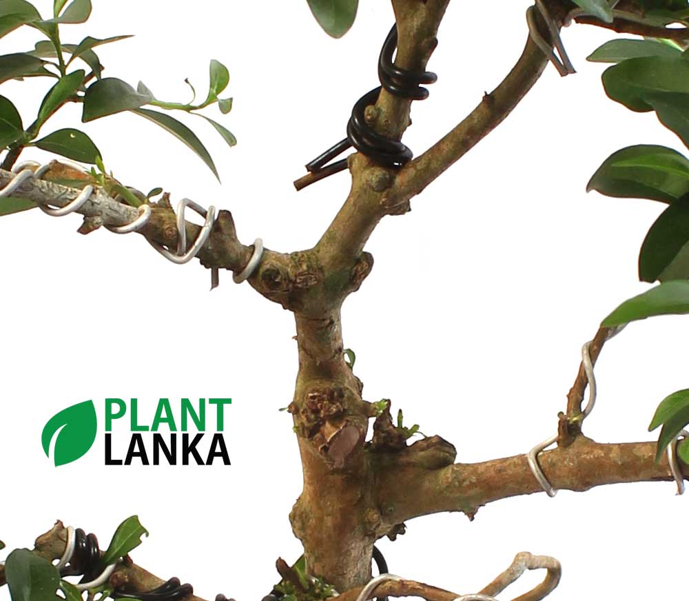 Formal upright Jasmine (පිච්ච) Blooming Bonsai plant delivery in sri lanka