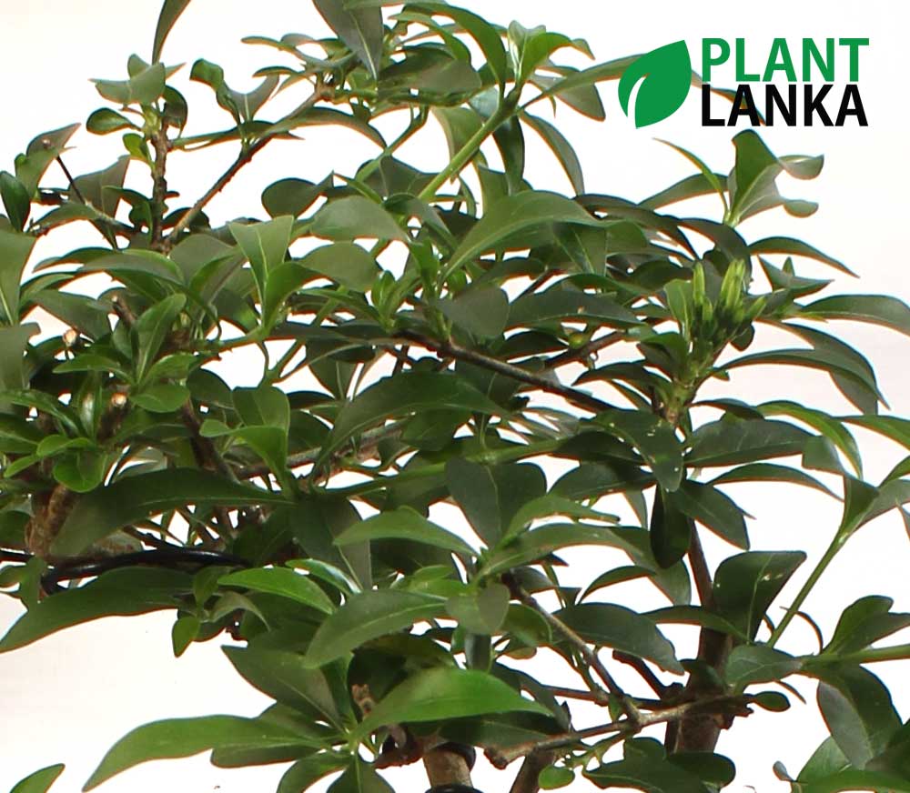 Formal upright Jasmine (පිච්ච) Blooming Bonsai plant delivery in sri lanka