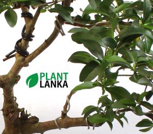 Formal upright Jasmine (පිච්ච) Blooming Bonsai plant delivery in sri lanka