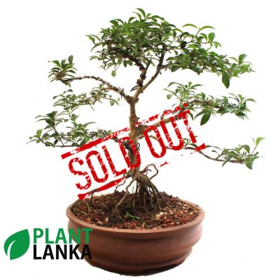 Largest bonsai plant collection in sri lanka