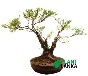 Waralla (වැරැල්ළ ) Bonsai plant delivery in sri lanka