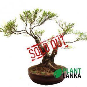 Unique gifts for any occasion - bonsai plants