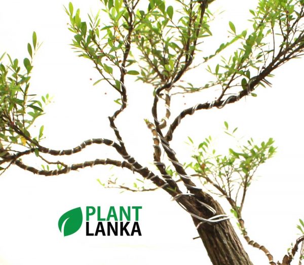 Waralla (වැරැල්ළ ) Bonsai plant delivery in sri lanka