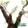 Waralla (වැරැල්ළ ) Bonsai plant delivery in sri lanka