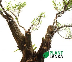 Waralla (වැරැල්ළ ) Bonsai plant delivery in sri lanka