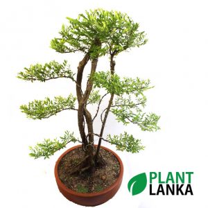 Multi trunk Waralla (වැරැල්ළ ) Bonsai plant in sri lanka