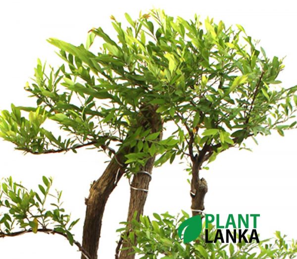 Multi trunk Waralla (වැරැල්ළ ) Bonsai plant in sri lanka