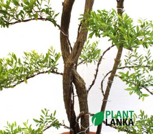 Multi trunk Waralla (වැරැල්ළ ) Bonsai plant in sri lanka