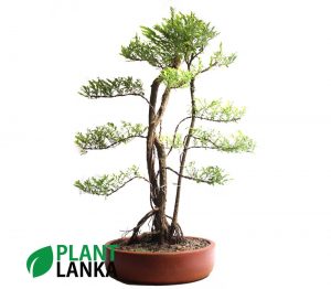 Multi trunk Waralla (වැරැල්ළ ) Bonsai plant in sri lanka