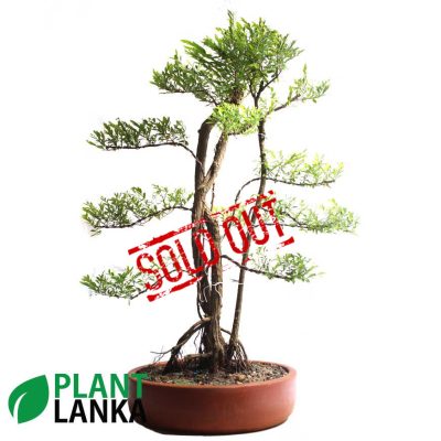 Waralla (වැරැල්ළ ) Bonsai plant. 6-7 years old
