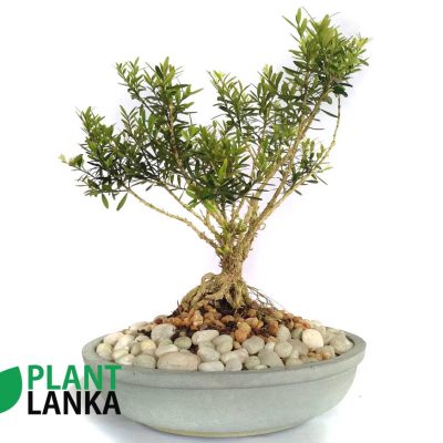 Boxwood indoor ornamental plant