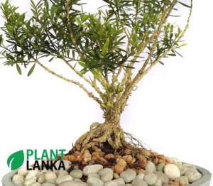 Boxwood indoor ornamental plant