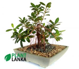 Bonsai nuga plant delivery in Sri Lanka