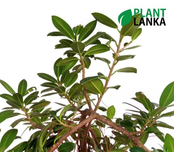 Bonsai nuga plant delivery in Sri Lanka