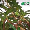 Bonsai nuga plant delivery in Sri Lanka