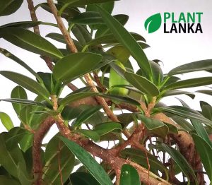 Bonsai nuga plant delivery in Sri Lanka