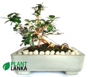 Buy this nuga bonsai tree an learn to grow a bonsai tree