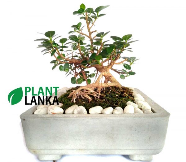 Buy this nuga bonsai tree an learn to grow a bonsai tree