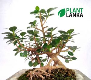Buy this nuga bonsai tree an learn to grow a bonsai tree