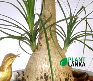 Football Dracaena