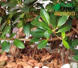 Thick trunk, fully grown nuga bonsai tree