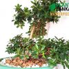 Thick trunk, fully grown nuga bonsai tree