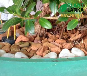 Thick trunk, fully grown nuga bonsai tree