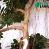 Thick trunk, fully grown nuga bonsai tree
