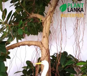 Thick trunk, fully grown nuga bonsai tree