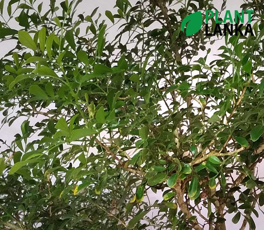 Football raisin indoor plant Football raisin indoor plant