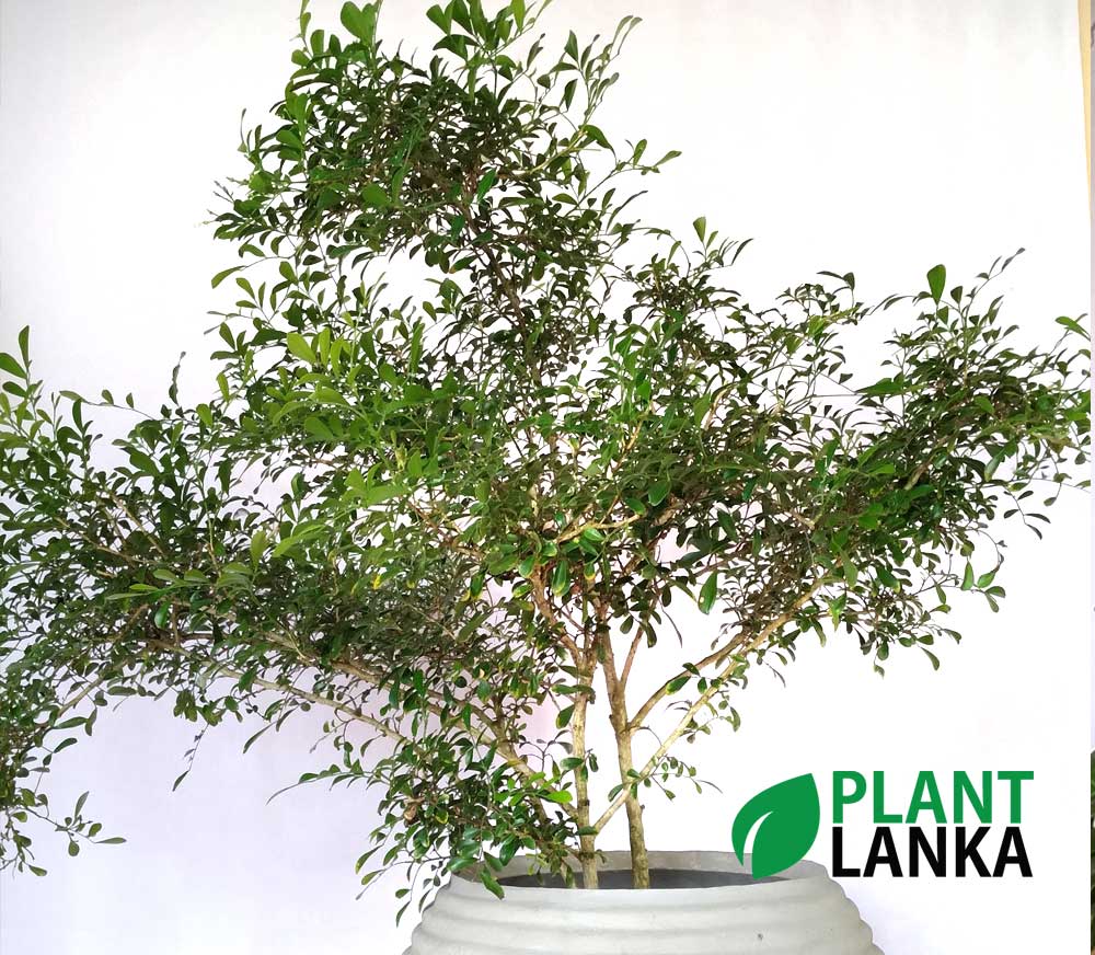 Football raisin indoor plant Football raisin indoor plant