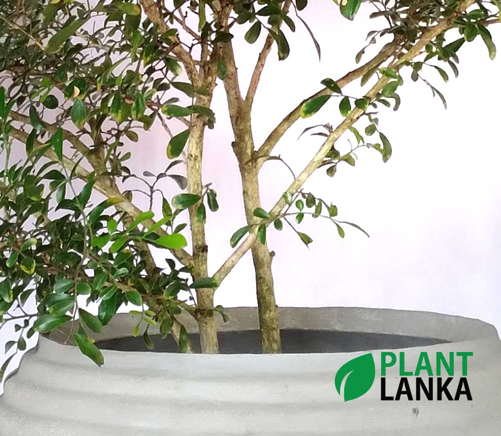 Football raisin indoor plant Football raisin indoor plant