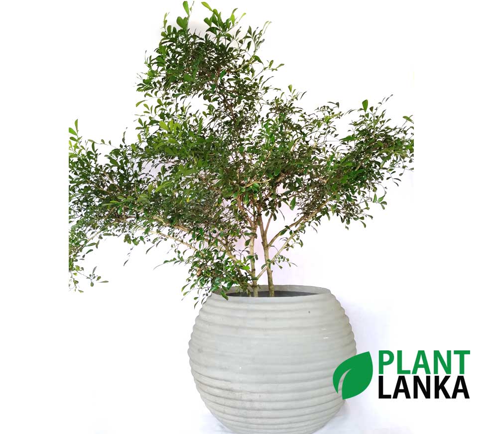 Football raisin indoor plant Football raisin indoor plant