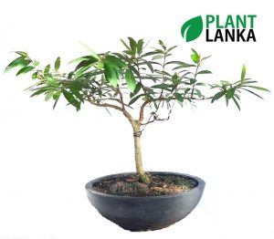 Kumbuk Bonsai / Indoor tree (කුඹුක් ) from Plant lanka