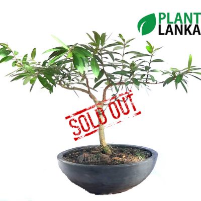 Kumbuk (කුඹුක් ) Bonsai / Indoor tree. 5-6 years old