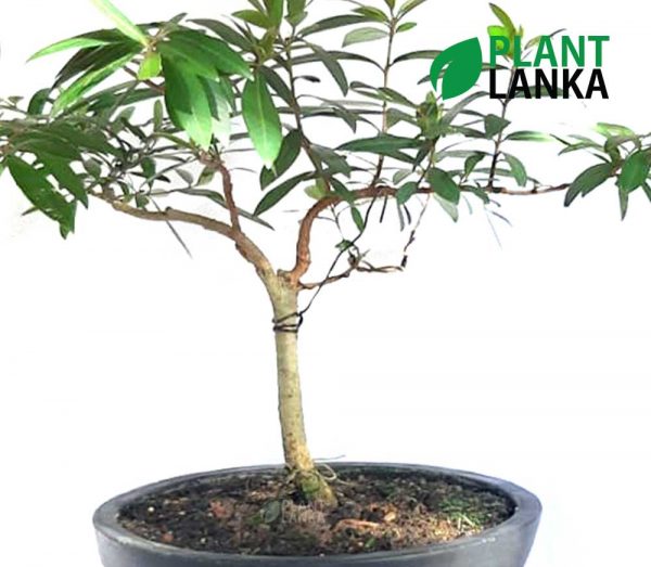 Kumbuk Bonsai / Indoor tree (කුඹුක් ) from Plant lanka