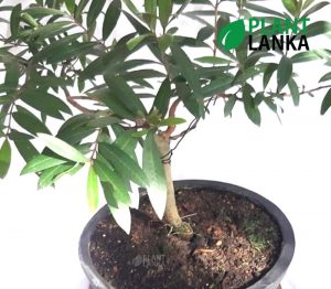 Kumbuk Bonsai / Indoor tree (කුඹුක් ) from Plant lanka