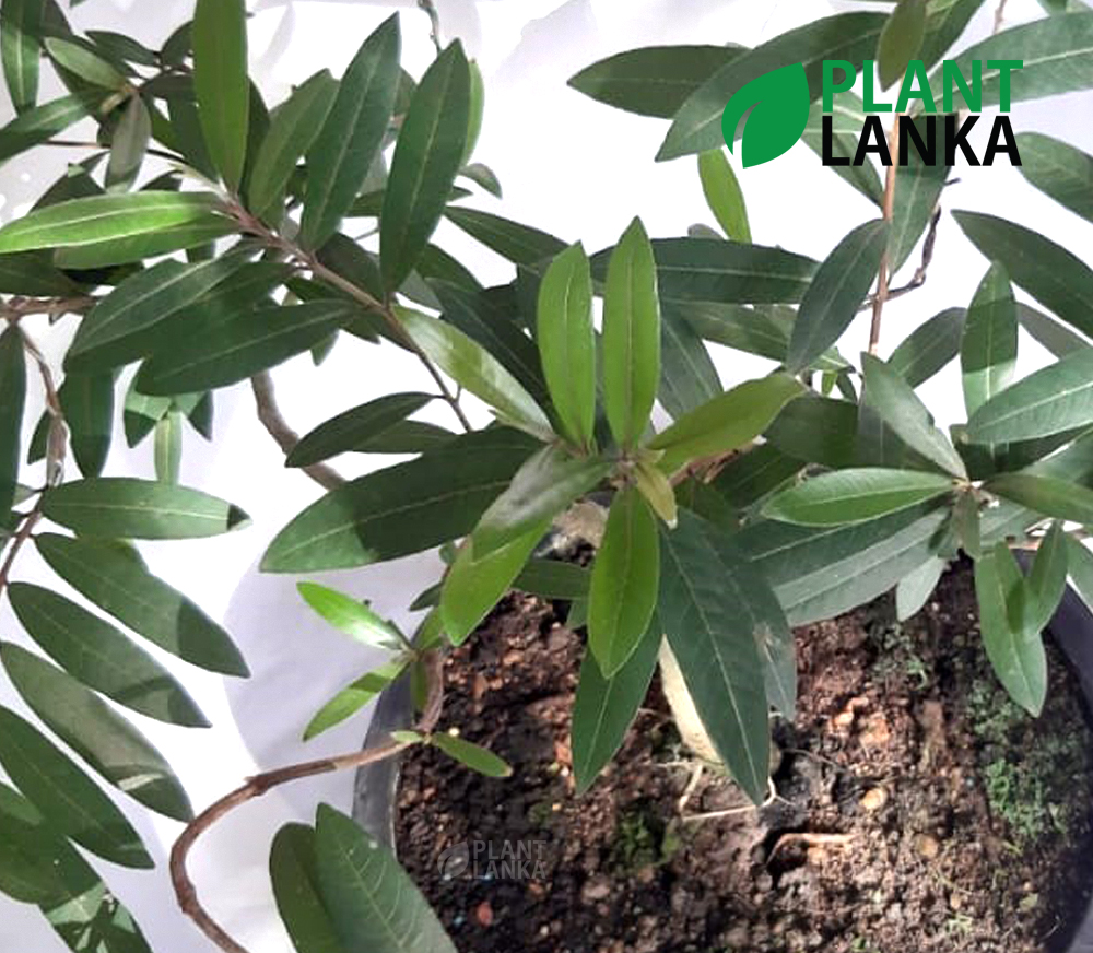 Kumbuk Bonsai / Indoor tree (කුඹුක් ) from Plant lanka