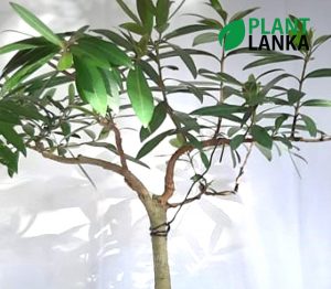 Kumbuk Bonsai / Indoor tree (කුඹුක් ) from Plant lanka