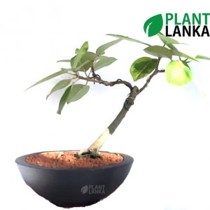 Yellow Ficus (කහ නුග ) Bonsai plant in Sri Lanka by Plant Lanka