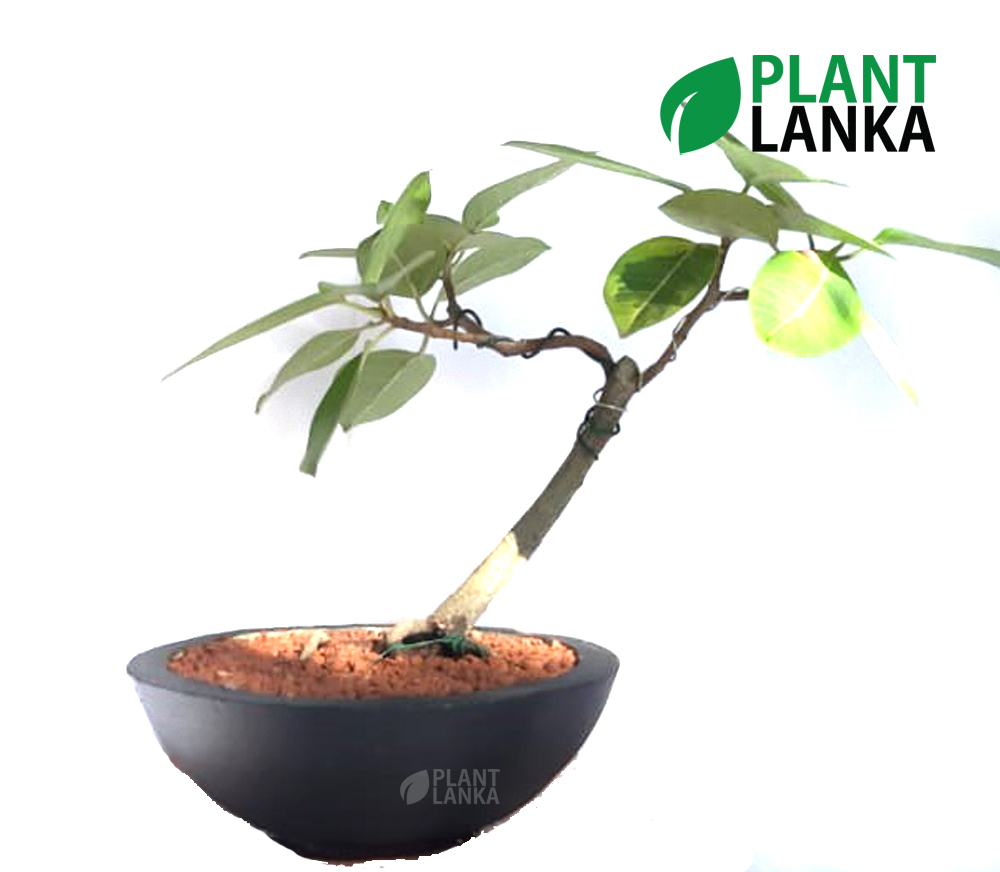 Yellow Ficus (කහ නුග ) Bonsai plant in Sri Lanka by Plant Lanka
